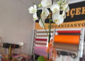 Betül Çiçekçilik Fethiye (30)